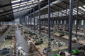 Comfortable Dairy Cows By Alan Hopps On 500px Dairy Cows Farm Layout Cow