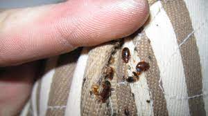 les punaises de lit en bourgogne franche comte avec 9h50 le matin france 3 bourgogne franche comte