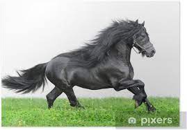 We did not find results for: Friesian Horse On A White Background Poster Pixers We Live To Change
