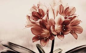 We did not find results for: Vintage Flowers Macbook Air Wallpaper Download Allmacwallpaper