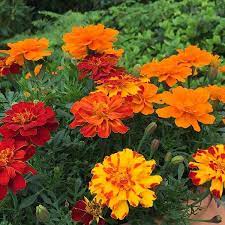 Extra Large Summer Flowers Plants Bedding Plants Long Lasting Flower