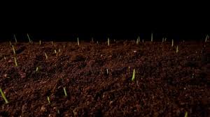 Maybe you would like to learn more about one of these? Time Lapse Germinating Sprouts Wheat Isolated Black Background Zoom Out Video By C Sergeyxsp Stock Footage 202319082