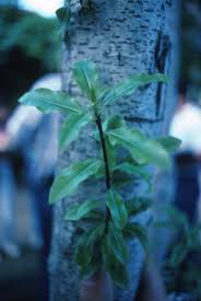 Image result for Pittosporum eugenioides