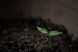 Testing pure cultures of organisms available in culture collections or isolated from natural sources, and selection from the vast heterogeneous mixed populations of the soil or other natural habitations of microorganisms. The Benefits Of Fulvic Acid Nature Cure Family Health Tucson Az