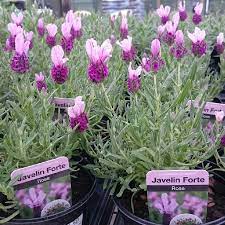 Lavandula Stoechas Labz0006 Javelin Forte Series Syn Lavandula Stoechas Javelin Forte Deep Rose Lavender Javelin Forte Deep Rose In Gardentags Plant Encyclopedia
