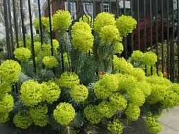 Maybe you would like to learn more about one of these? Rock Garden How To Build Your Own Insteading