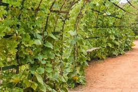 Pumpkin vines loves helping families find environmentally friendly, easy solutions for daily life. How To Grow Pumpkins Vertically Urban Garden Gal