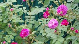But granted that they are more fiction than fact, what do black roses mean, in terms of flower symbolism? How To Grow A Seven Sisters Rose An Heirloom Rosebush Dengarden