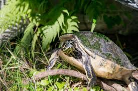How Long Can Turtles Go Without Eating Food Hibernation Facts 2021