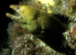 Latest news from across moray, including elgin, buckie, forres and fochabers. Yellow Moray Wikipedia