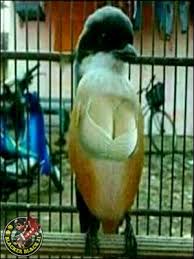 Gambar kartun burung kenari gambar lucu lucu top gambar burung kenari editan lucu untuk profil gambar manis imut berenang mencuci biru 77 gambar dp bbm burung bergerak lucu terbaru 2020 sumber : Gambar Burung Kacer Editan Lucu