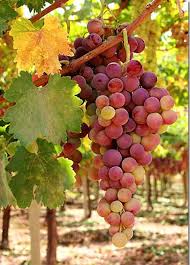 Grapes From Lebanon Grapes Grape Vineyard Fruit Arrangements