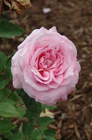 We did not find results for: Belinda S Dream Rose Rosa Belinda S Dream In Columbus Dublin Delaware Grove City Gahanna Bexley Ohio Oh At Oakland Nurseries Inc