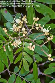 Image result for Julbernardia