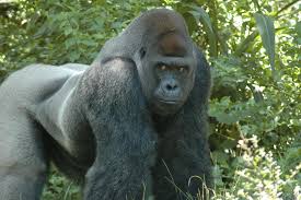 Ivan, a silverback gorilla who lived for 27 years in a tacoma, wash., shopping mall, chews on his finger at the atlanta zoo in 1996. Disney S Animal Kingdom Inspires The One And Only Ivan Filmmakers Disney Parks Blog