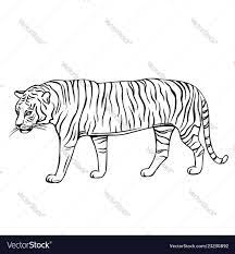 Hand Drawn Tiger Icon Engraved Vector Illustration Of Zoo Animal Download A Free Preview Or High Quality Vector Images Vector Illustration How To Draw Hands
