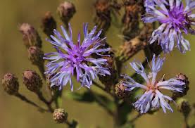 Image result for Vernonia glabra