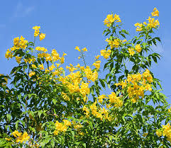 Image result for Tecoma stans