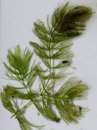 Image result for Ceratophyllaceae