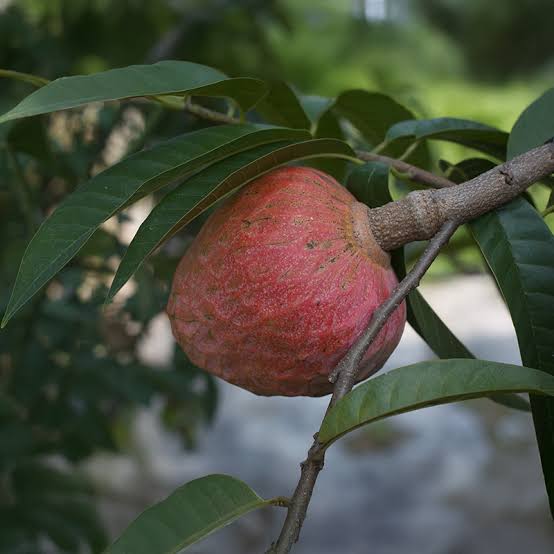 Apple Ber