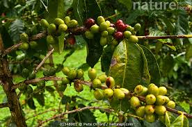 Image result for Coffea sp. A