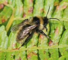 Image result for Bombus campestris