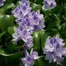 Water Hyacinth Floating Pond Plant Plants For Ponds Water Gardens Floating Pond Plants Hyacinth Plant Water Hyacinth