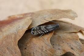 Image result for Cydia strobilella