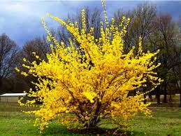 Maybe you would like to learn more about one of these? Forsythia Plant For Sale Choose Your Forsythia Shrubs Now