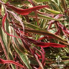 Image result for Agonis flexuosa