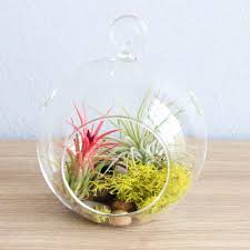 See our entire collection of air plant terrarium kits here. Home Living Air Plant Terrarium Wholesale Air Plants Air Plants Bulk Fast Shipping 12 Pack Of Hand Blown Glass Bubble Bowls Plants