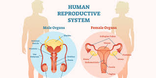 Let's explore different parts of your body in english. Reproductive Health
