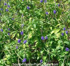 We did not find results for: Blue Porterweed