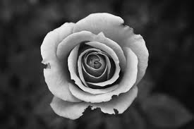 A country rose is an award winning and ftd top flower shop, offering a wide selection of gifts, gourmet. Black White Rose Flower Wallpaper Wall Mural