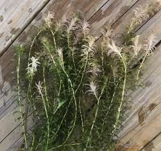 Image result for Hydrilla