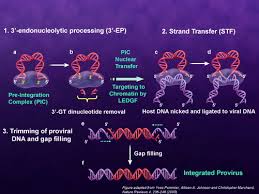 Image result for Integrase Strand Transfer Inhibitor