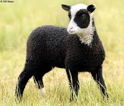 Black And White Sheep Picture The Lamb Dressed In Panda S Clothing Funny Animal Photos Animals Cute Animals