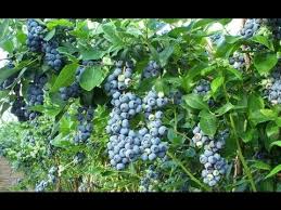 Güz aylarına doğru olgunlaşır olgunlaştığında meyveleri mavi renklidir. Blueberry Likapa Yaban Mersini Bahcesi Youtube