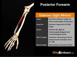 The synovial sheaths of the tendons on the back of the wrist. Slideshow Forearm Extensors