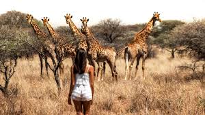 Aquila offers traditional game drives, safaris on horseback, quad biking, 4 x 4. Cape Town Wildlife Safari Aquila Private Game Reserve Youtube