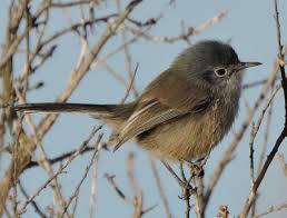 Image result for Gnidia virescens