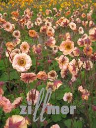 Other common names avens 'mai tai'. Perennial Nursery Geum Chiloense Mai Tai