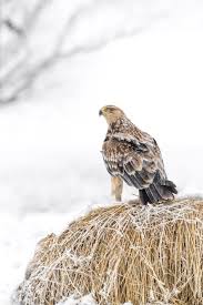 The Empire Of The Eagle The World S Most Graceful Bird In Pictures Types Of Eagles Eagles Eagle