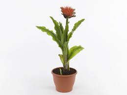 Image result for Scadoxus multiflorus