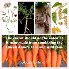 Carrots Are Hybrid Ever Wonder Why Babies Turn Orange From Eating Too Many Carrots It S Because It Is A Manmade Substanc Carrots Body Positivity Natural Life