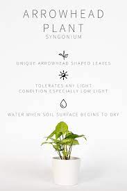 Master List Of Low Light Indoor Plants Plants Arrowhead Plant Indoor Plants