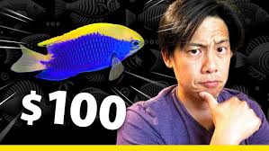 All About The Beau Gregory Damselfish or Dusky Damsel or Brazilian Damsel