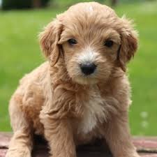 Providing the breeder uses sound, quality breeding stock, the goldendoodle has a well rounded, even personality and disposition. Brooklyn Goldendoodle Puppy 604289 Puppyspot