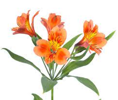 Orange Alstroemeria Flower Bulk Flowers J R Roses Wholesale Alstroemeria Wholesale Flowers Flower Care