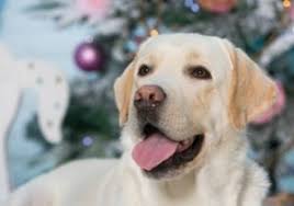 Natural breed kennels is a breeder you can trust. 5 Best Labrador Breeders In North Carolina 2021 We Love Doodles